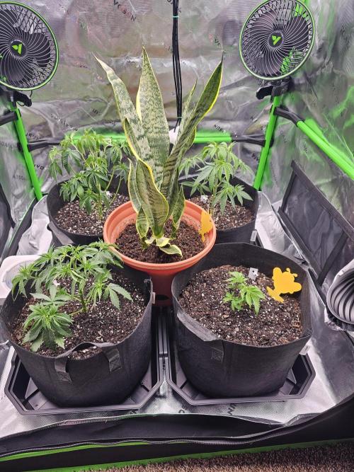 The 4. Week 6