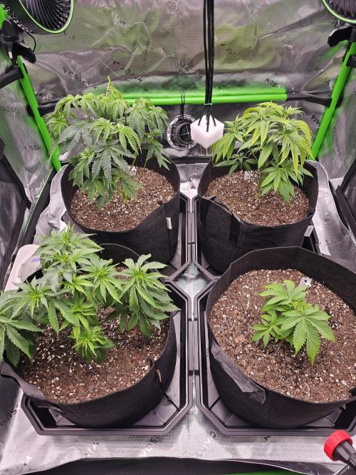The 4. Week 6