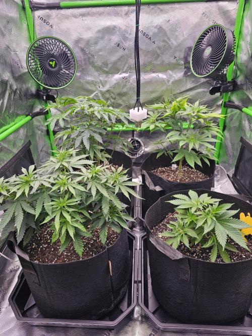 The 4. Week 7