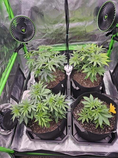 The 4. Week 7
