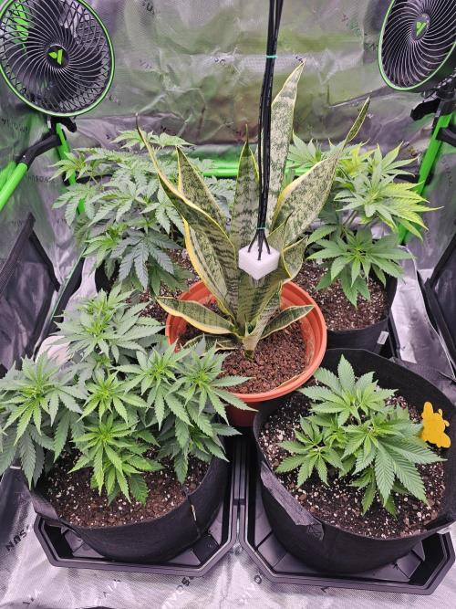 The 4. Week 7