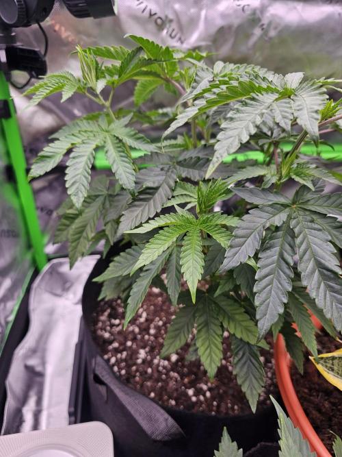 The 4. Week 7
