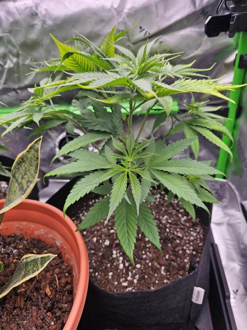 The 4. Week 7