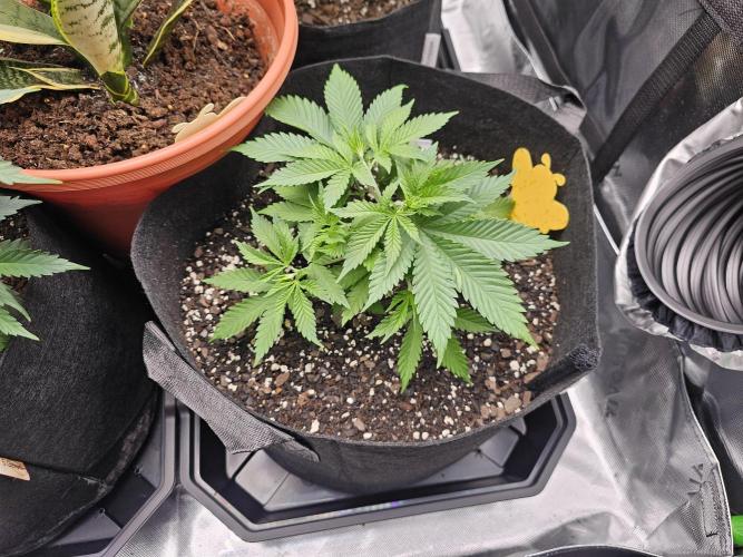 The 4. Week 7