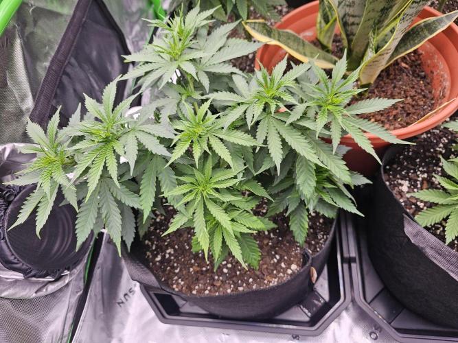 The 4. Week 7