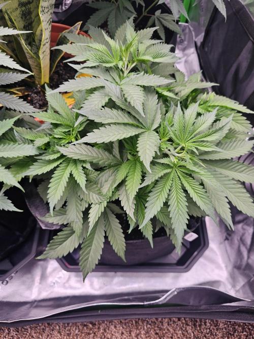 The 4. Week 8