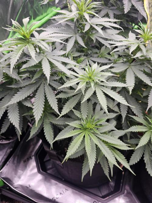 The 4. Week 8