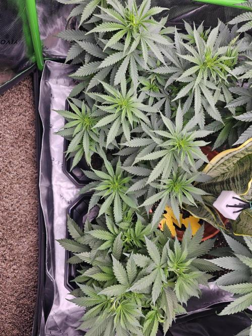 The 4. Week 8