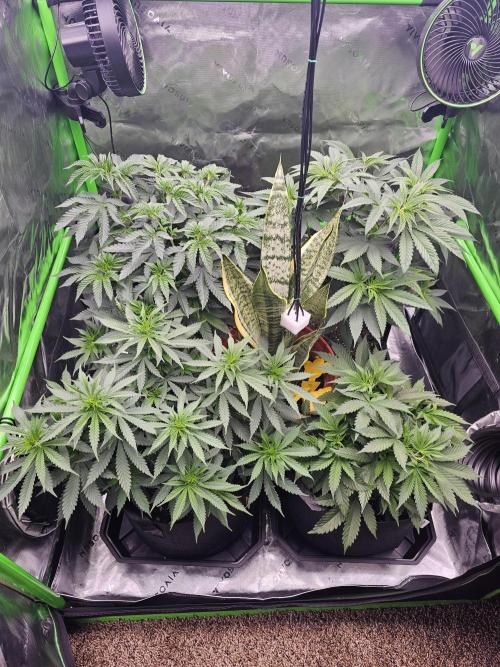 The 4. Week 8