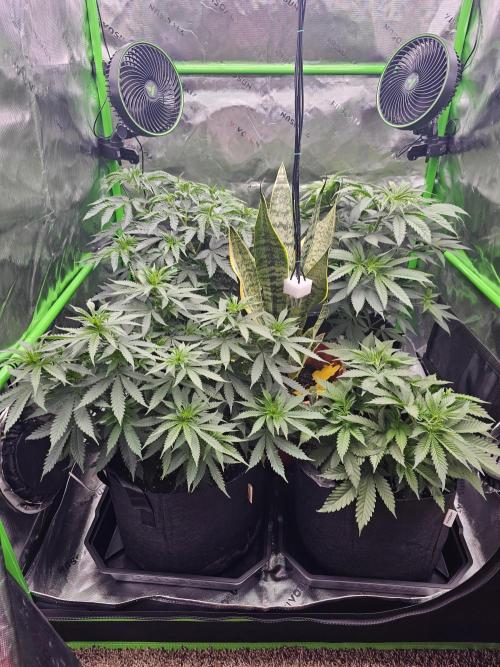 The 4. Week 8