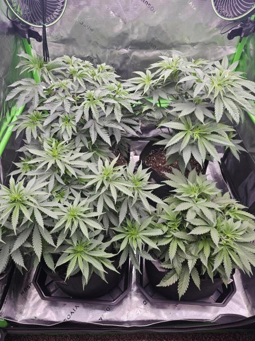 The 4. Week 8
