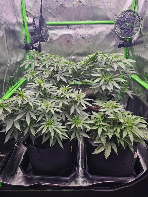 The 4. Week 8