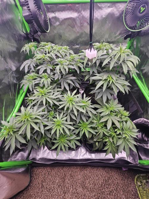 The 4. Week 9