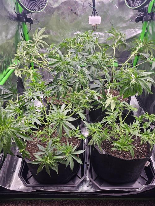 The 4. Week 9
