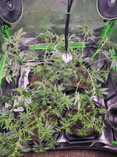 The 4. Week 9