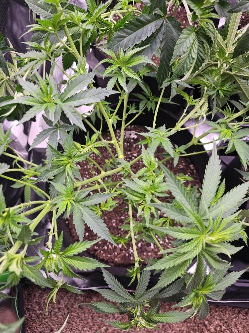 The 4. Week 9