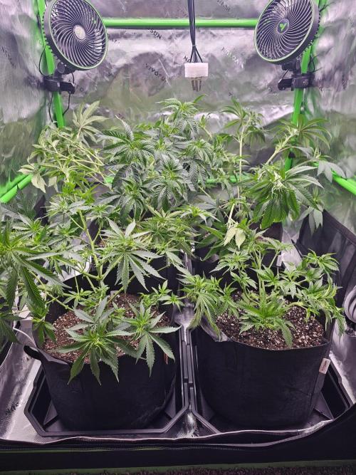 The 4. Week 9