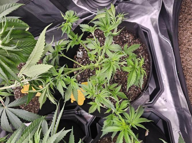 The 4. Week 9