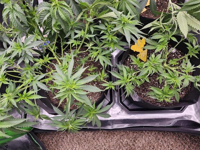 The 4. Week 9