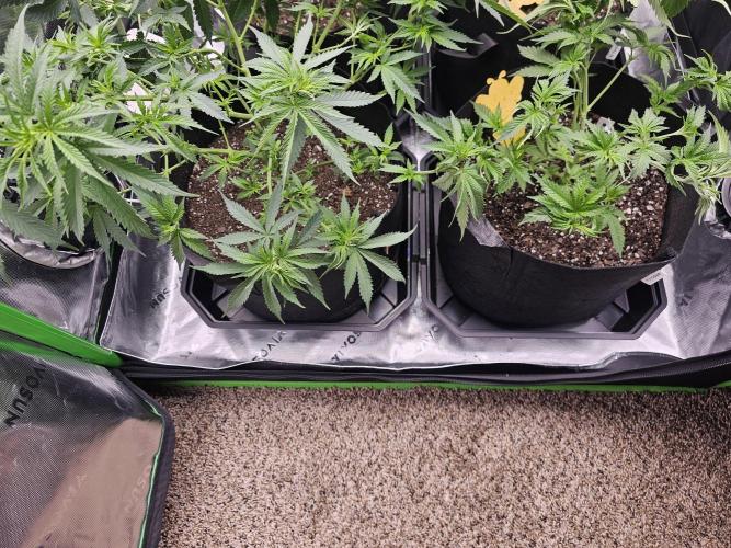 The 4. Week 9