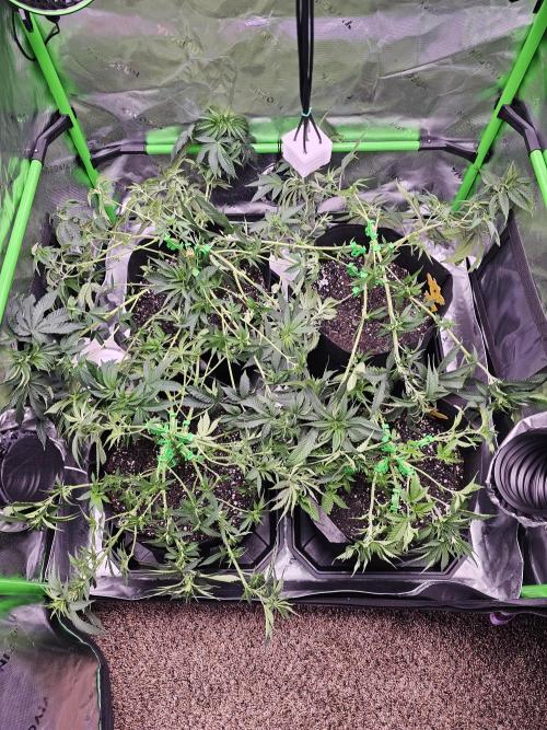 The 4. Week 9