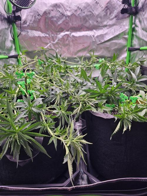 The 4. Week 9