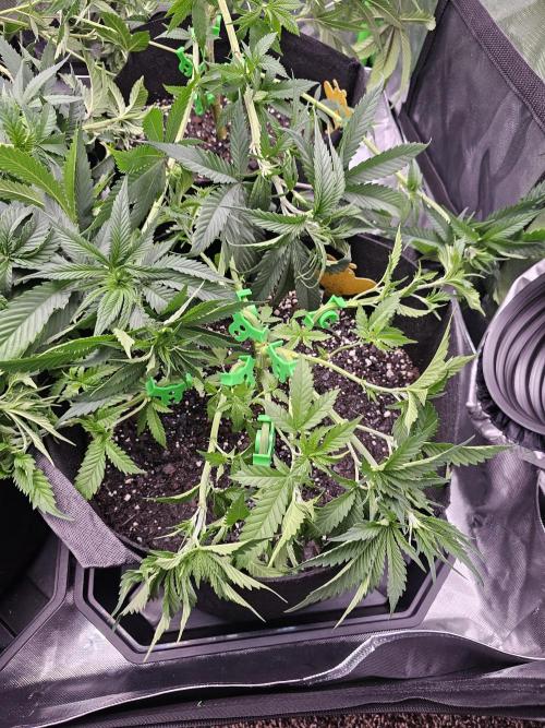 The 4. Week 9