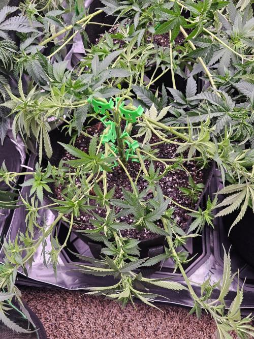 The 4. Week 9