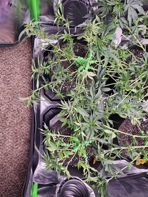 The 4. Week 9