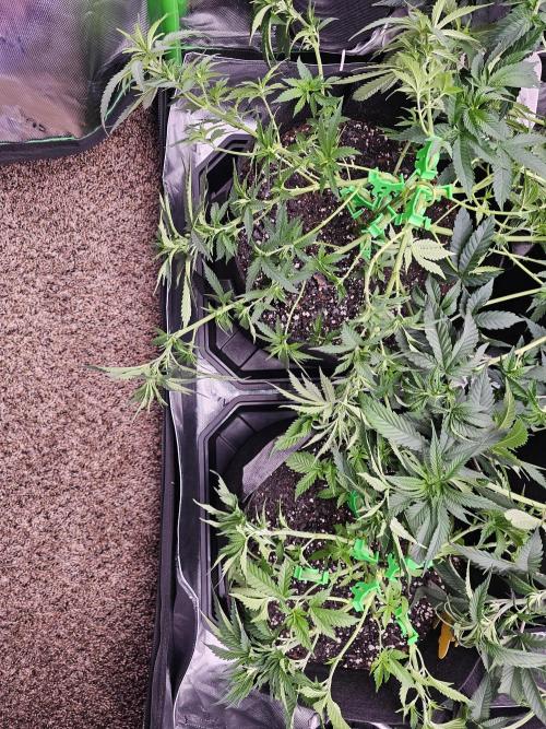 The 4. Week 9