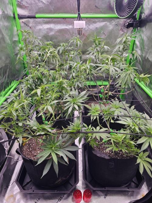The 4. Week 10