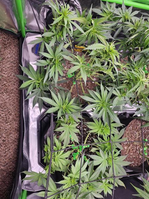 The 4. Week 10