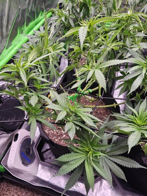 The 4. Week 10