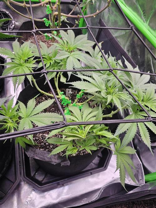 The 4. Week 10
