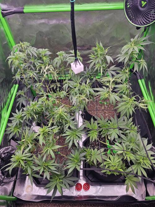 The 4. Week 10