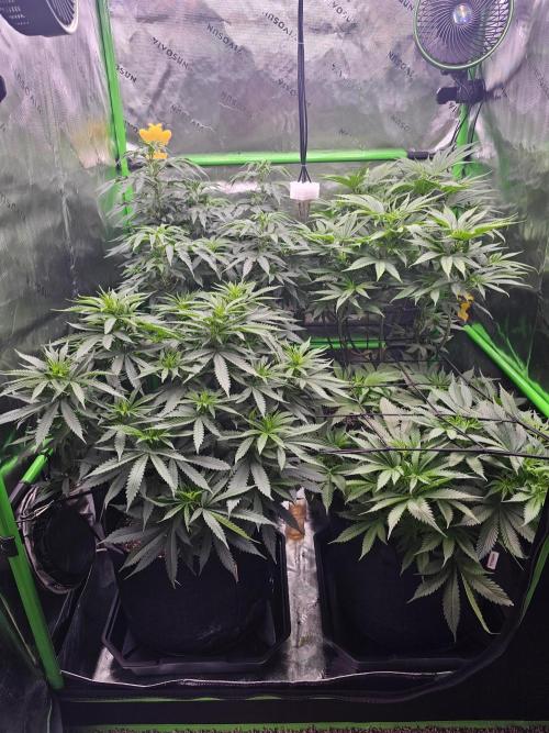 The 4. Week 1