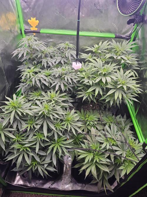 The 4. Week 1