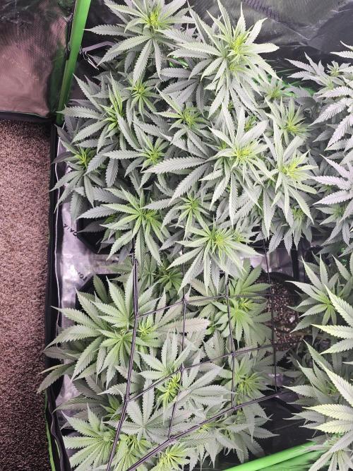 The 4. Week 1