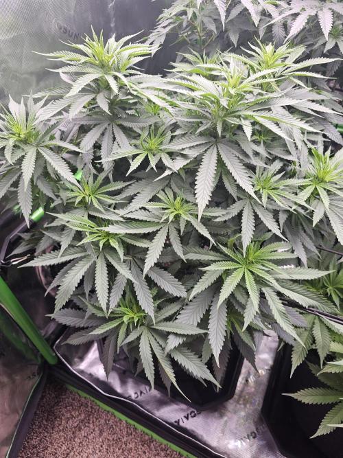 The 4. Week 1
