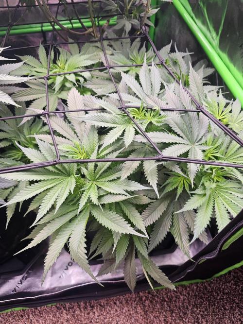 The 4. Week 1