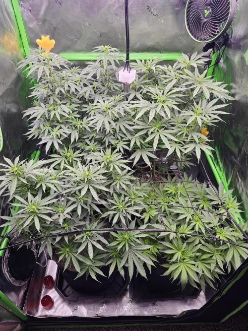 The 4. Week 2