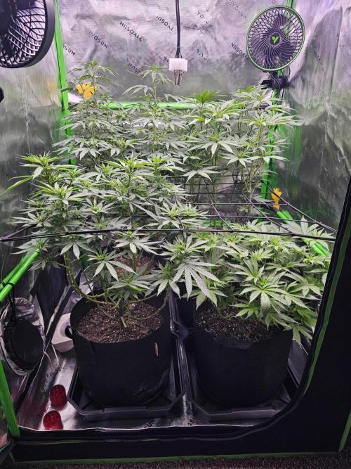The 4. Week 2