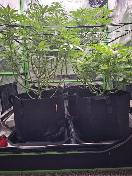 The 4. Week 2