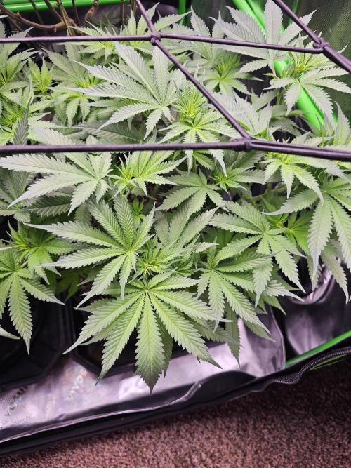The 4. Week 2