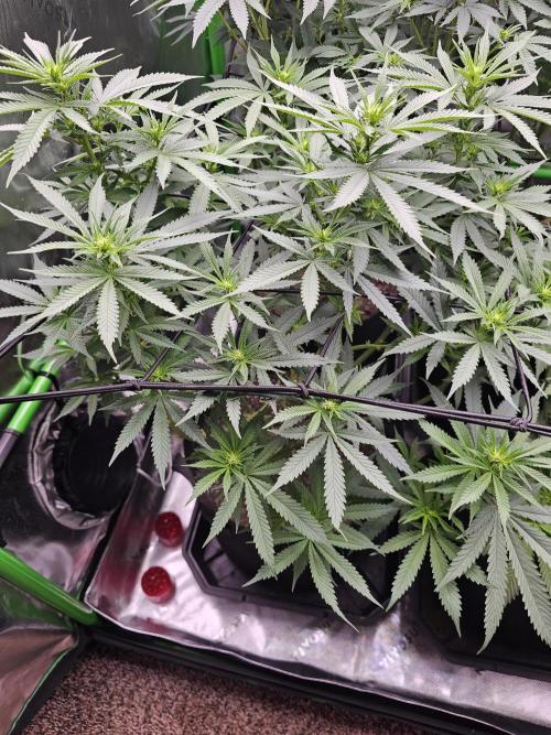 The 4. Week 2