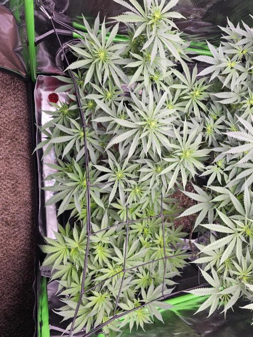 The 4. Week 2