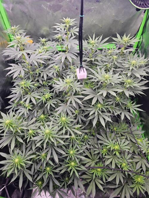 The 4. Week 3