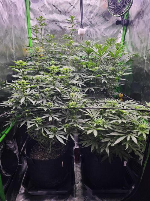 The 4. Week 3