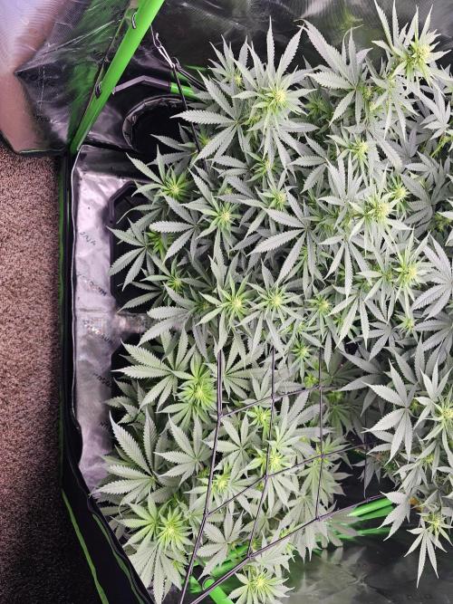 The 4. Week 3