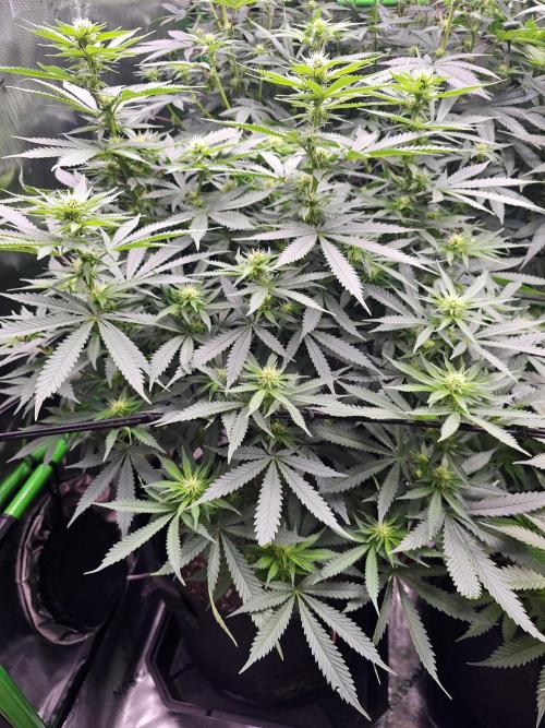 The 4. Week 3
